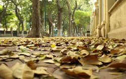 Lưỡng lự cưới vì chàng đã qua nhiều mối tình