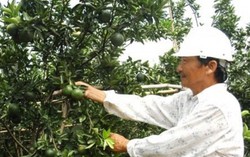 Mô hình kinh tế tập thể Hợp tác xã Nhân Đức