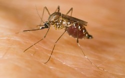 Thai phụ đầu tiên nhiễm Zika tại TPHCM phải bỏ thai