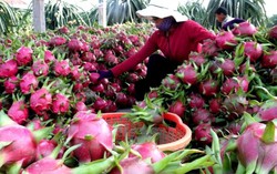 Giảm 20% phí vận chuyển trái cây từ Nam ra Bắc