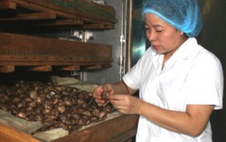Sản xuất viên tiểu đường từ thảo dược của nữ thạc sĩ Hóa