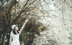 Hoa sưa phủ trắng trời Hà Nội