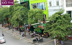 Người Hà Nội đau đầu, buồn nôn vì "say" hoa sữa