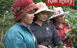 Câu chuyện khởi nghiệp thành công của phụ nữ dân tộc thiểu số