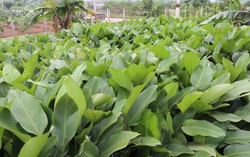 Làng lá dong nổi tiếng Hà Nội vào vụ Tết Nguyên đán