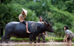 Tuổi thơ mục đồng với những cuộc vui bất tận