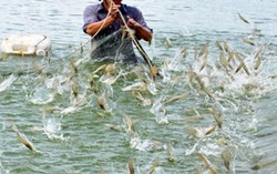 Người nuôi tôm Cà Mau đã mất 260 tỷ đồng