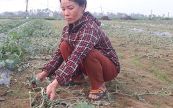 Khóc nghẹn khi 5 sào dưa sắp thu hoạch bị kẻ gian chặt phá