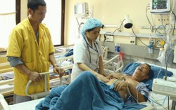Nguy kịch vì ăn lá, hoa cây cảnh