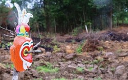 3 con trâu điên mắc bẫy thợ săn