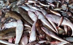 Bé gái bị ngộ độc ở Quảng bình không phải ăn cá chết
