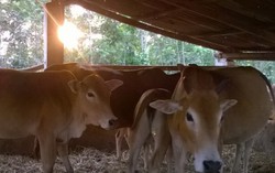 Liên kết để nâng cao năng suất, bảo vệ môi trường 