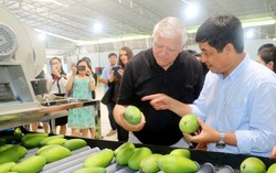 Xuất xoài đi Mỹ đã khó, giữ được thị trường khó gấp bội