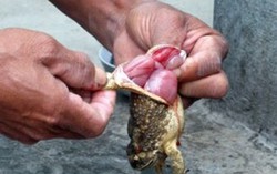 Cha mẹ đọc kỹ 4 thông tin này trước khi quyết định cho con dùng thịt cóc