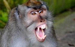 Bé gái hơn 1 tuổi bị khỉ nhà hàng xóm sổng chuồng cắn lún sọ