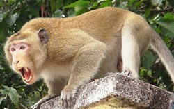 'Nghịch dại', một phụ nữ bị khỉ cắn nát tay