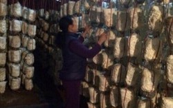 Tổ hợp trồng nấm sạch từ phế liệu 
