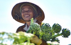 Cận cảnh nông dân thành phố mù sương thu hoạch Atisô