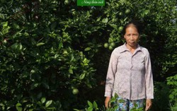 Làm giàu trên quê hương cam Bố Hạ