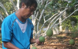 Nhà vườn khóc vì trái rụng non do ngập mặn
