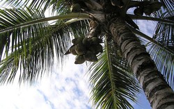 11 xã thuộc tỉnh Bến Tre được công nhận là xã an toàn khu