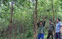 Cấp chứng chỉ rừng để quản lý rừng bền vững