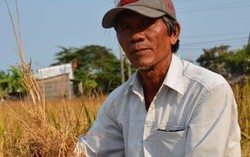 Nông dân Tiền Giang thất mùa nặng vì hạn