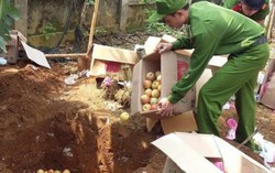 Tiêu hủy 1 tạ táo để '6 tháng không hỏng'