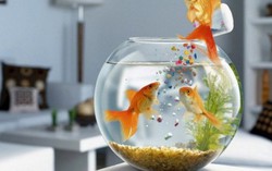 Đặt bể cá phù hợp sẽ có nhiều tài lộc 