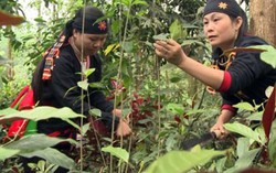 'Hơn 90% nguyên liệu thuốc Nam có nguồn gốc từ Trung Quốc'