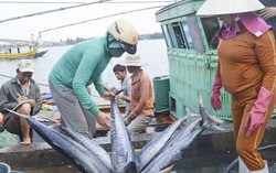 Đầu tư các dự án tại 4 tỉnh miền Trung sử dụng khoản tiền bồi thường của Công ty Formosa