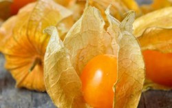 Quả tầm bóp mọc hoang ở Việt Nam được bán 700.000 đồng/kg tại Nhật Bản