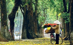 Khoảnh khắc Hà Nội diệu kỳ 'mỗi năm chỉ có một lần'