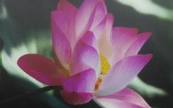 Mang sen mùa hạ về nhà