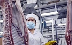 Ứng phó dịch tả heo châu Phi, TPHCM lên phương án dự trữ nguồn thịt