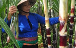 Mùa "mía đắng" xứ Mường