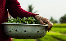 Để mỗi nông dân là một hướng dẫn viên du lịch