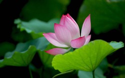Tờ báo phụ nữ đầu tiên sau Cách mạng tháng Tám