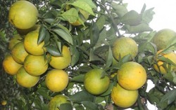 Cam đất Mường vào mùa 