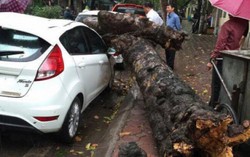 Hà Nội: Dông gió quét qua khiến cây đổ, cháy bốt điện