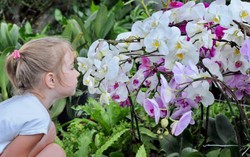 Lạc lối giữa ngàn hoa Tuy-lip tại Vinpearl Land Nha Trang