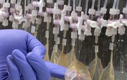 Lá cải bó xôi được 'hô biến' thành mô tim người