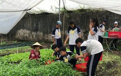 Nữ giảng viên đại học 8 năm trồng rau hữu cơ không lợi nhuận