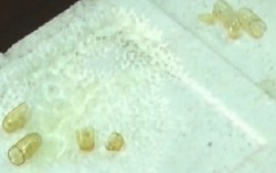 'Thực phẩm chức năng' ăn mòn xốp