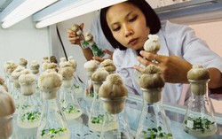 Giúp nông dân khởi nghiệp sáng tạo để giảm "nền nông nghiệp giải cứu"