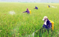 Vi phạm trong bảo vệ thực vật, phạt tới 100 triệu đồng 