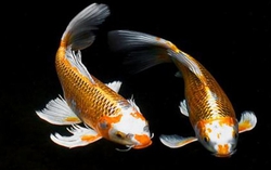 Mối tình bất ngờ của hai người cùng xăm hình cá