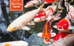 Vừa uống cà phê vừa ‘đùa’ với cá Koi, mách bạn cách chọn máy lọc nước hiệu quả