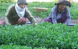 'Vườn An sinh' gây quỹ giúp phụ nữ và trẻ em nghèo