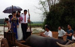 Rước dâu bằng xe trâu ngày lũ